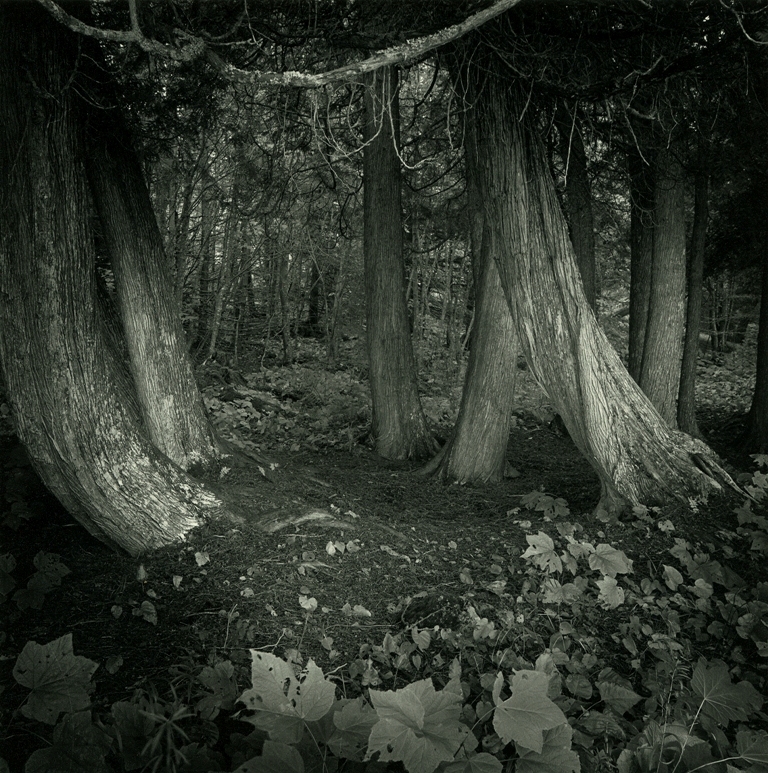 Cedars By The Shore #2