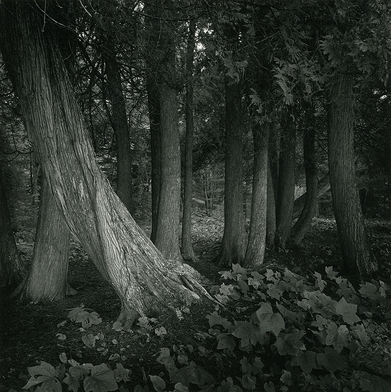 Cedars By The Shore