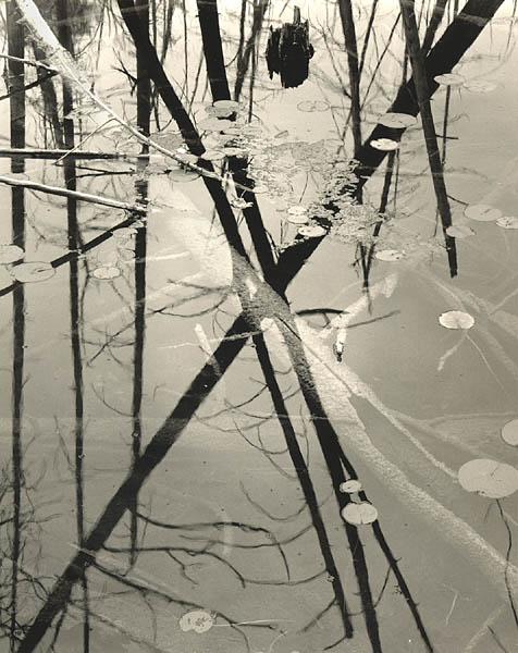 Cedars, O'Neil Lake
