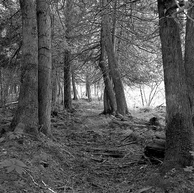 Cedars