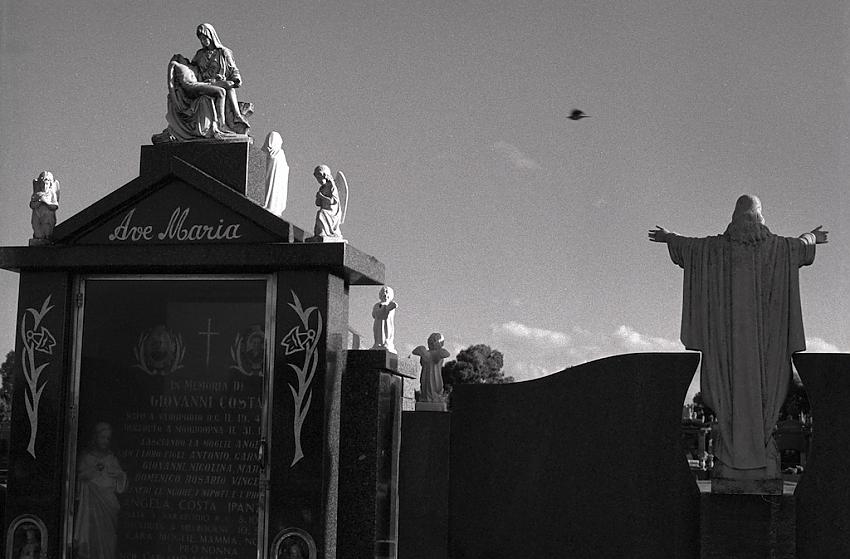 Cemetery bird