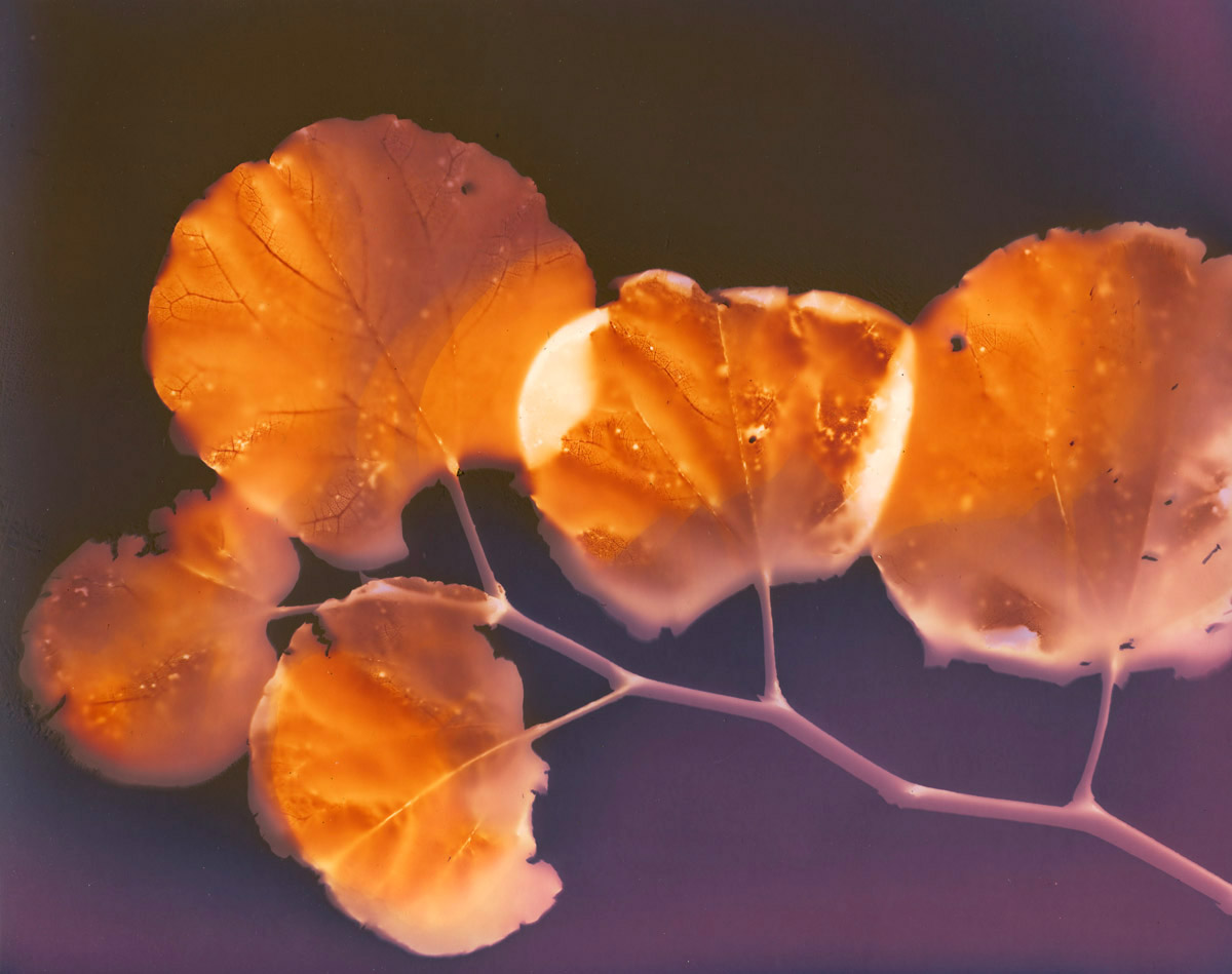 Cercis siliquastrum