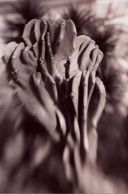 Cereus Monstrosity