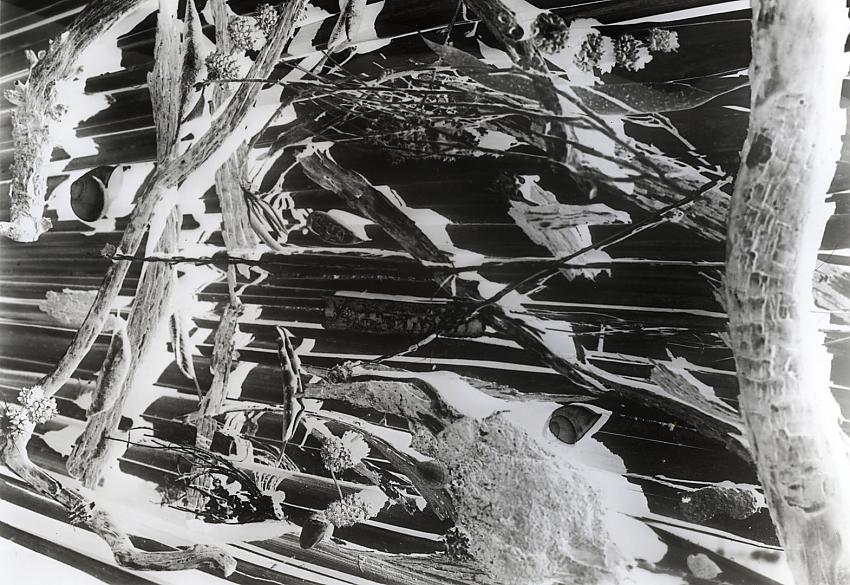 Chaparral Assemblage #1 (solarized version)