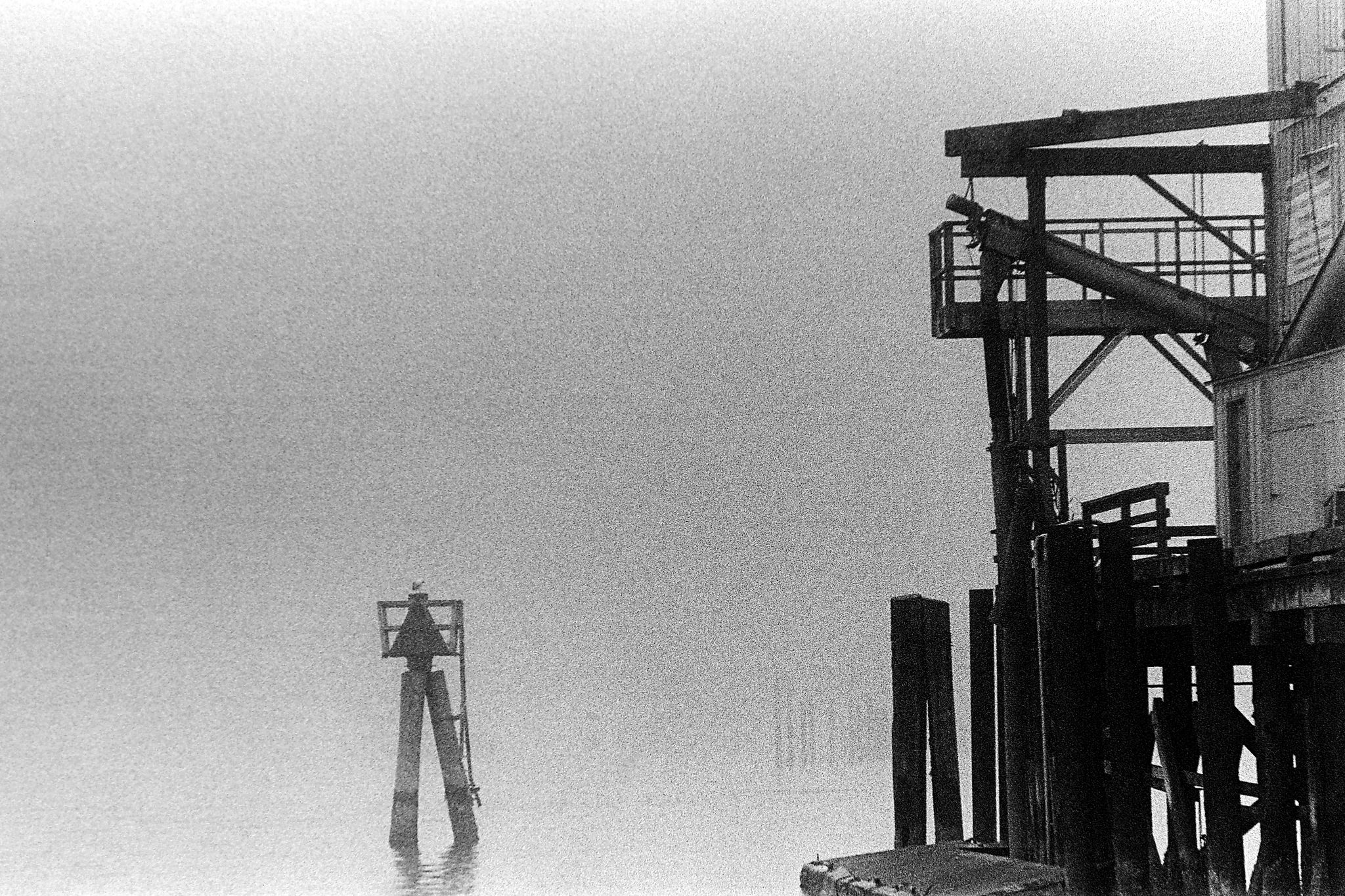 Charleston Fog