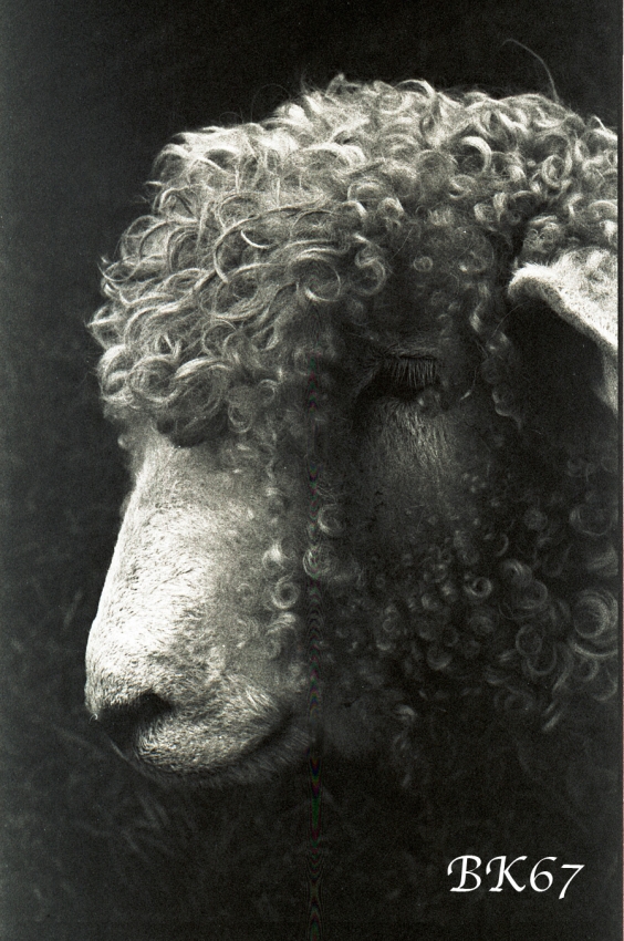 Charley the sheep (Caffenol developer)
