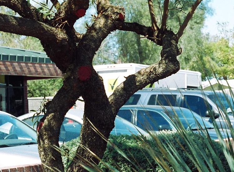 "Checked" tree trunk