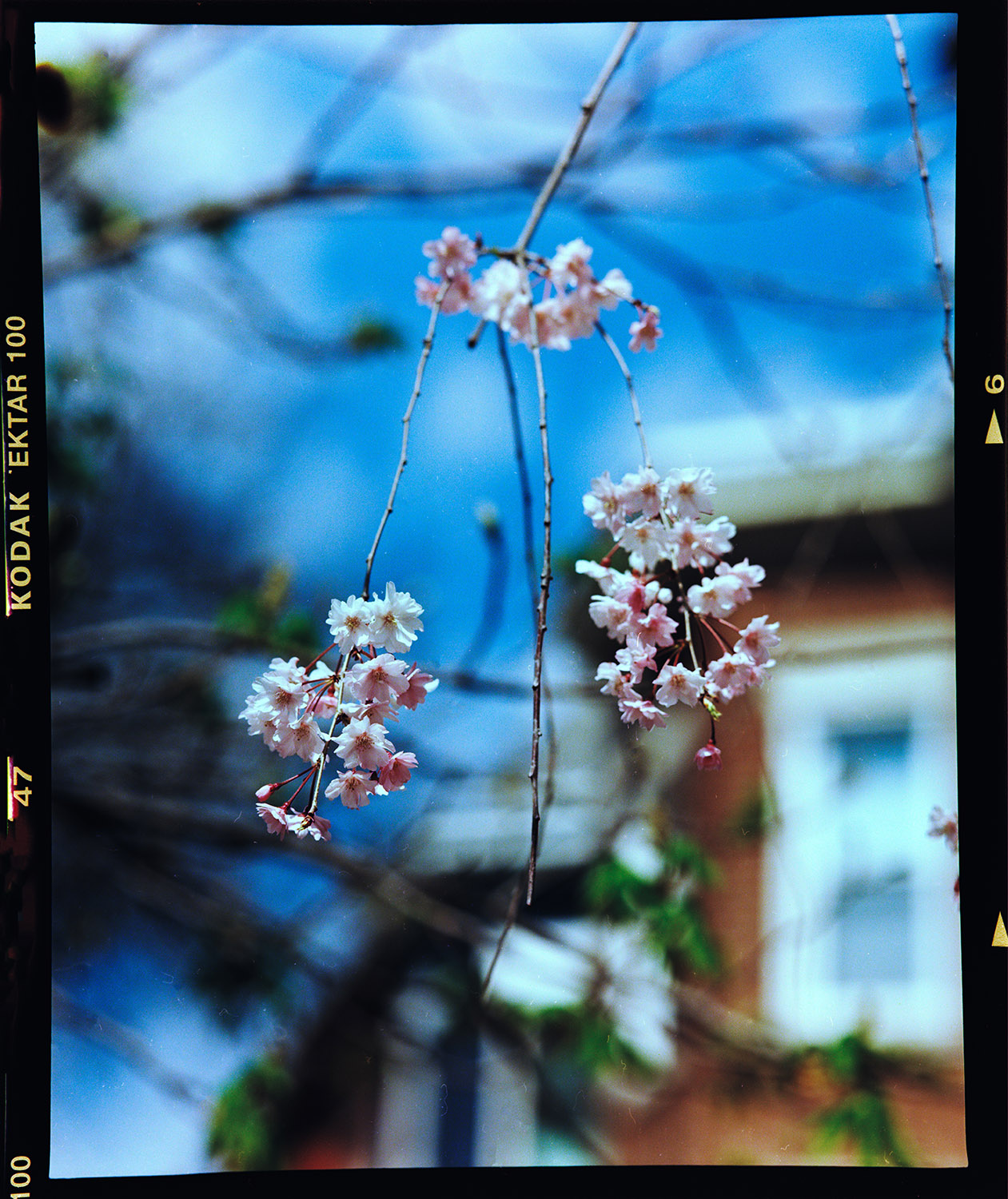 Cherry Blossom