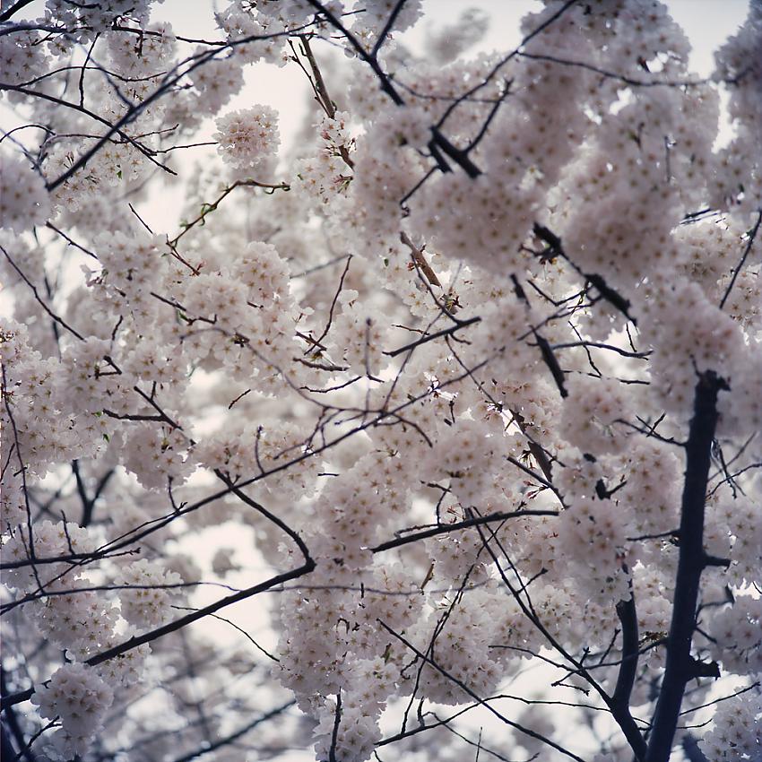 Cherry Blossoms, 2015