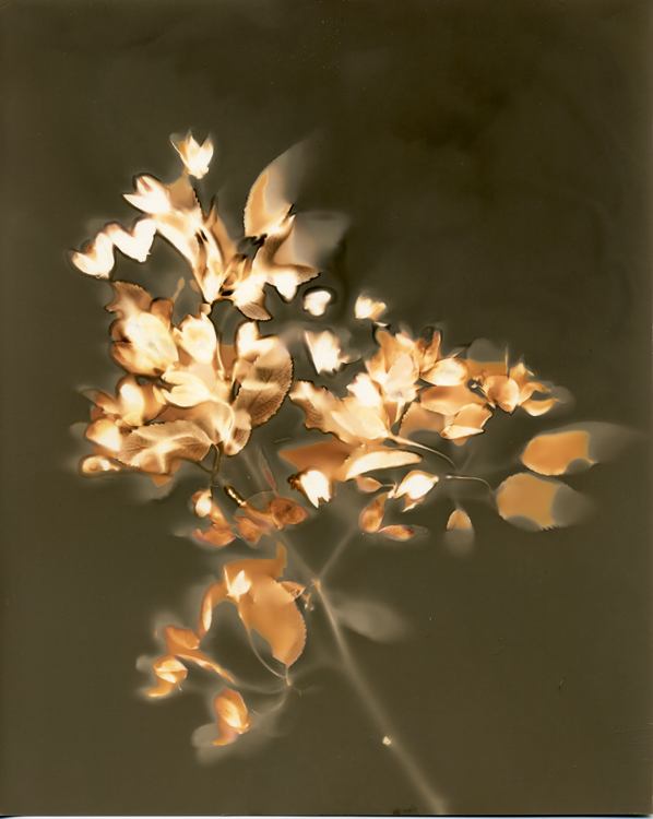 Cherry Blossoms