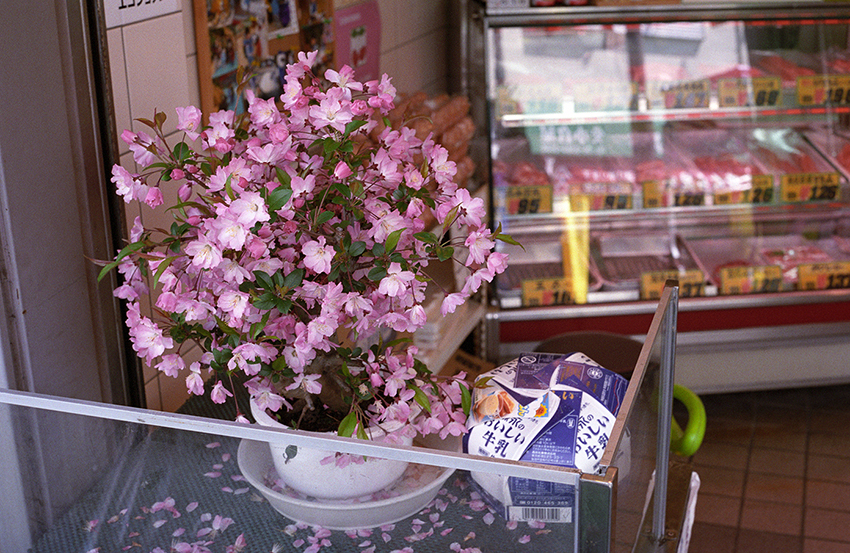 cherry blossoms