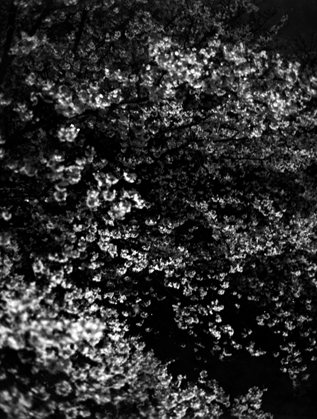cherry blossoms