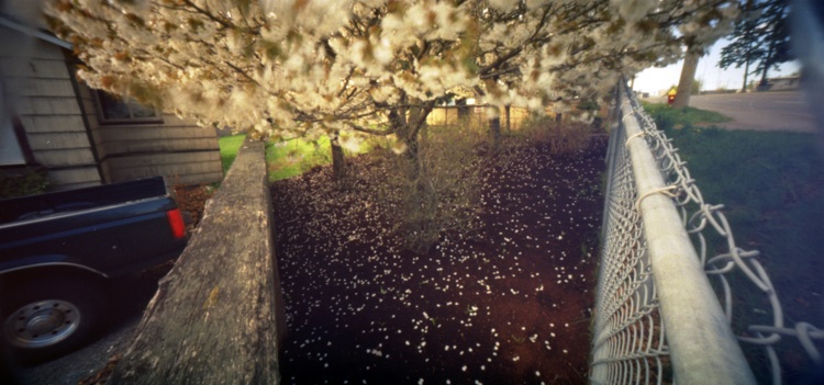 Cherry Blossoms