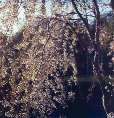 Cherry boughs 1