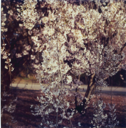 Cherry boughs 2