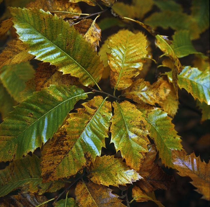 Chestnut leaves