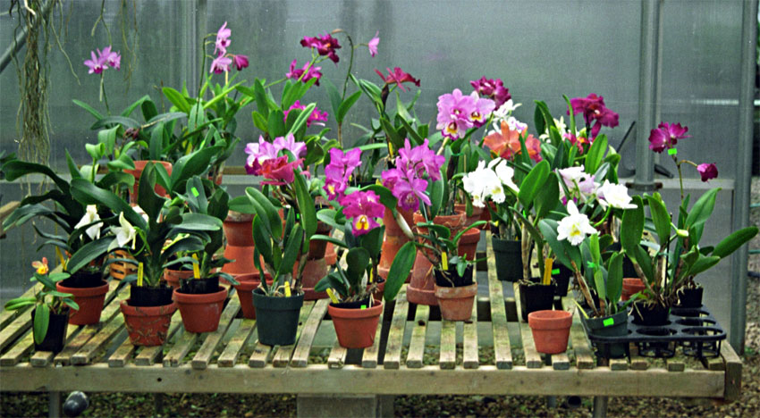 Chicago Orchid Festival 2014