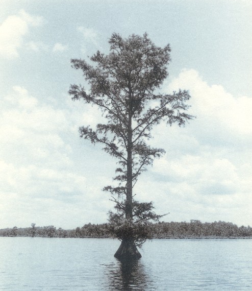 Chickahominy River Tree - Gold Toned