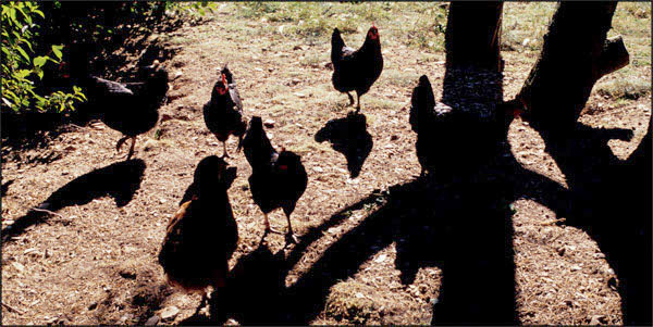 Chicken Coop, Waterpitts Farm