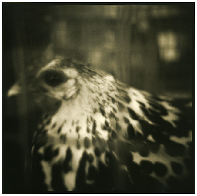 Chicken Portrait