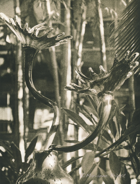 chihuly's flowers