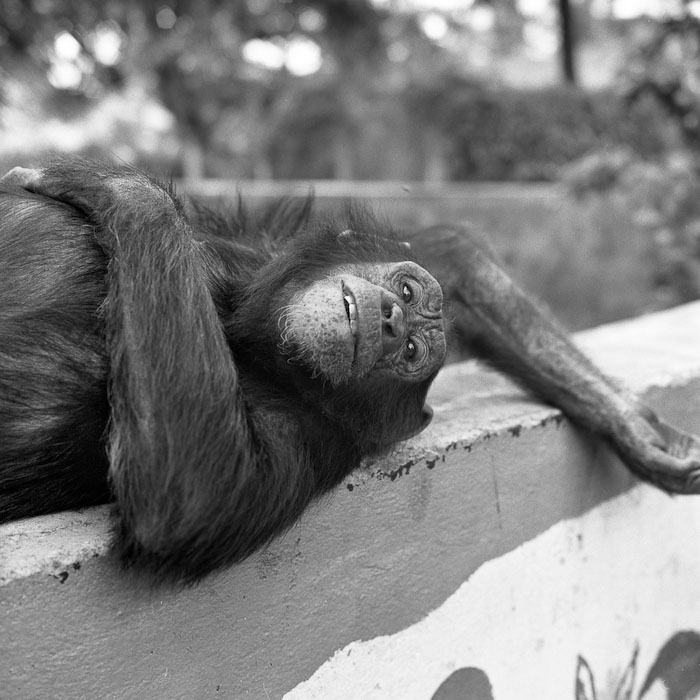 Chimpanzee, Bujumbura