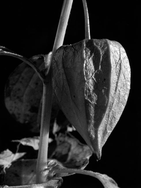 Chinese Lantern