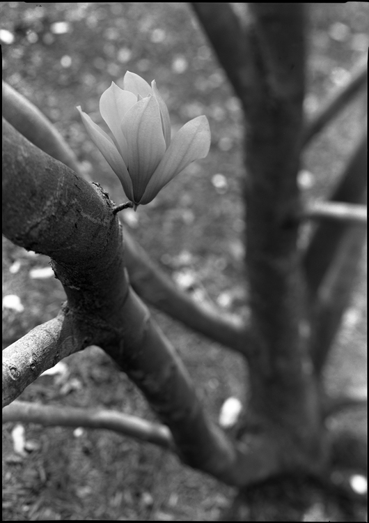 Chinese Magnolia with Chinese Camera