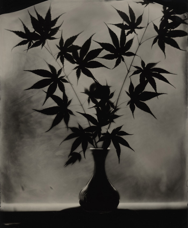 Chinese Maple