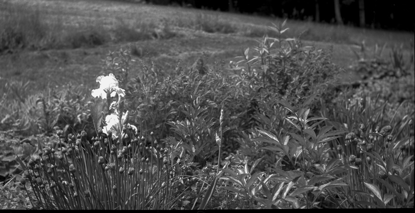 Chives and Iris