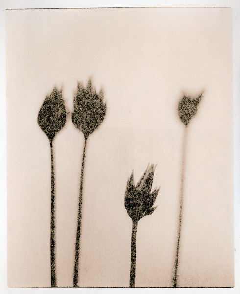 Chives