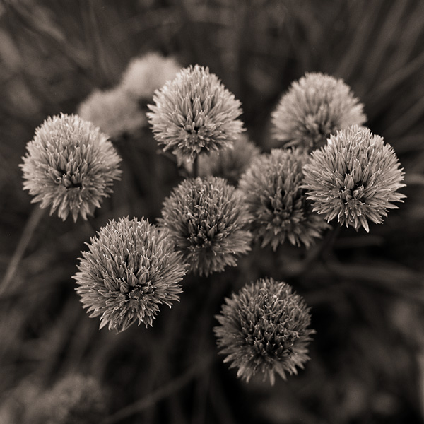 Chives