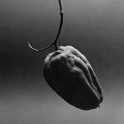 choko study