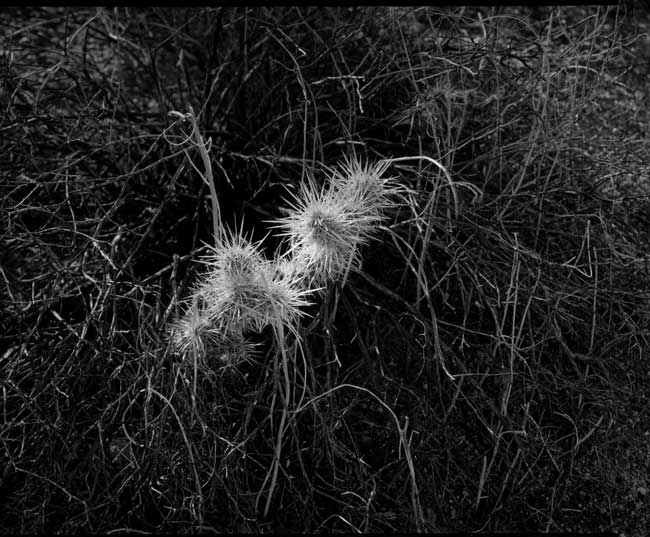 Cholla & scrub, Joshua Tree