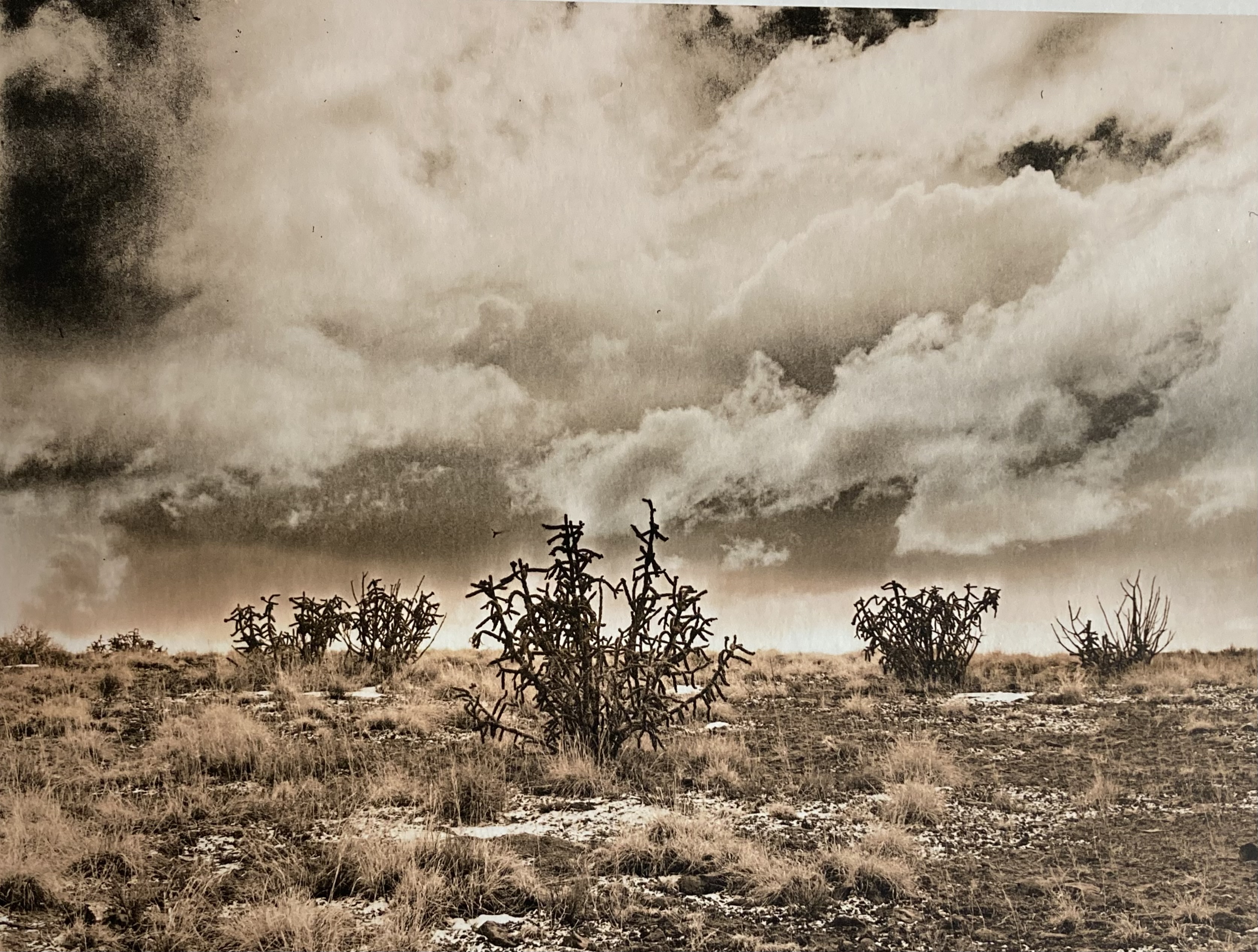 Cholla