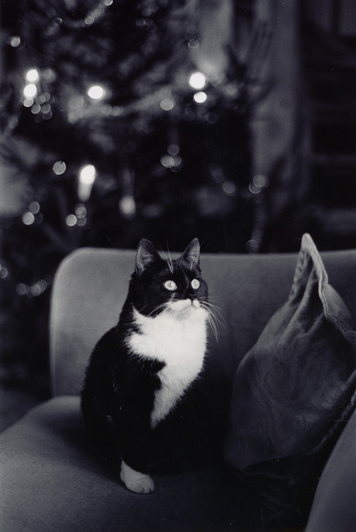 Christmas cat 1