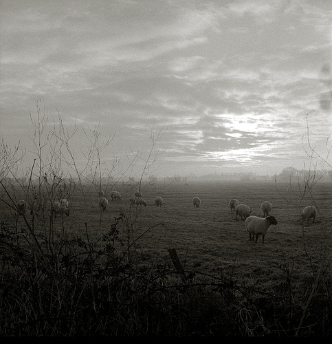 Christmas Morning Sheep