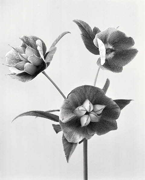 Christmas Roses (Winter)