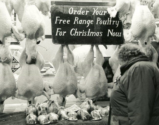 Christmas Turkey?