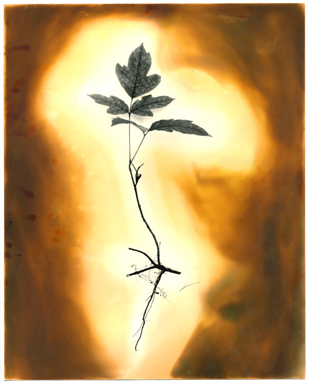 Chromoskedasic Poison Ivy