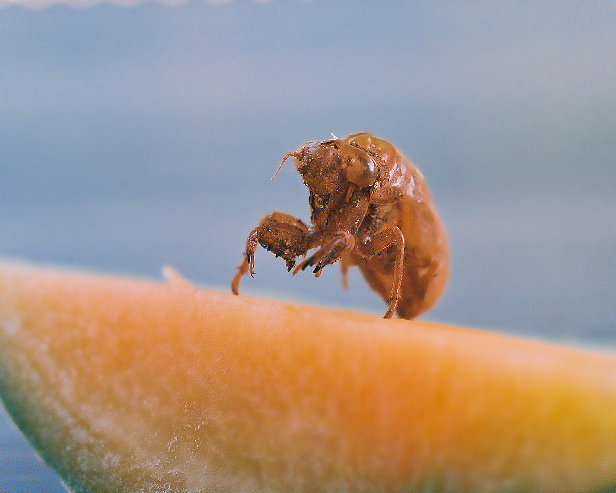 Cicada Macro Nikon F