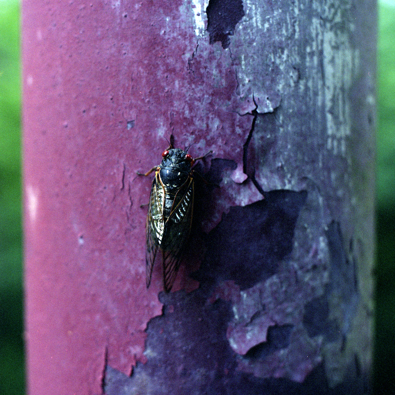 Cicada