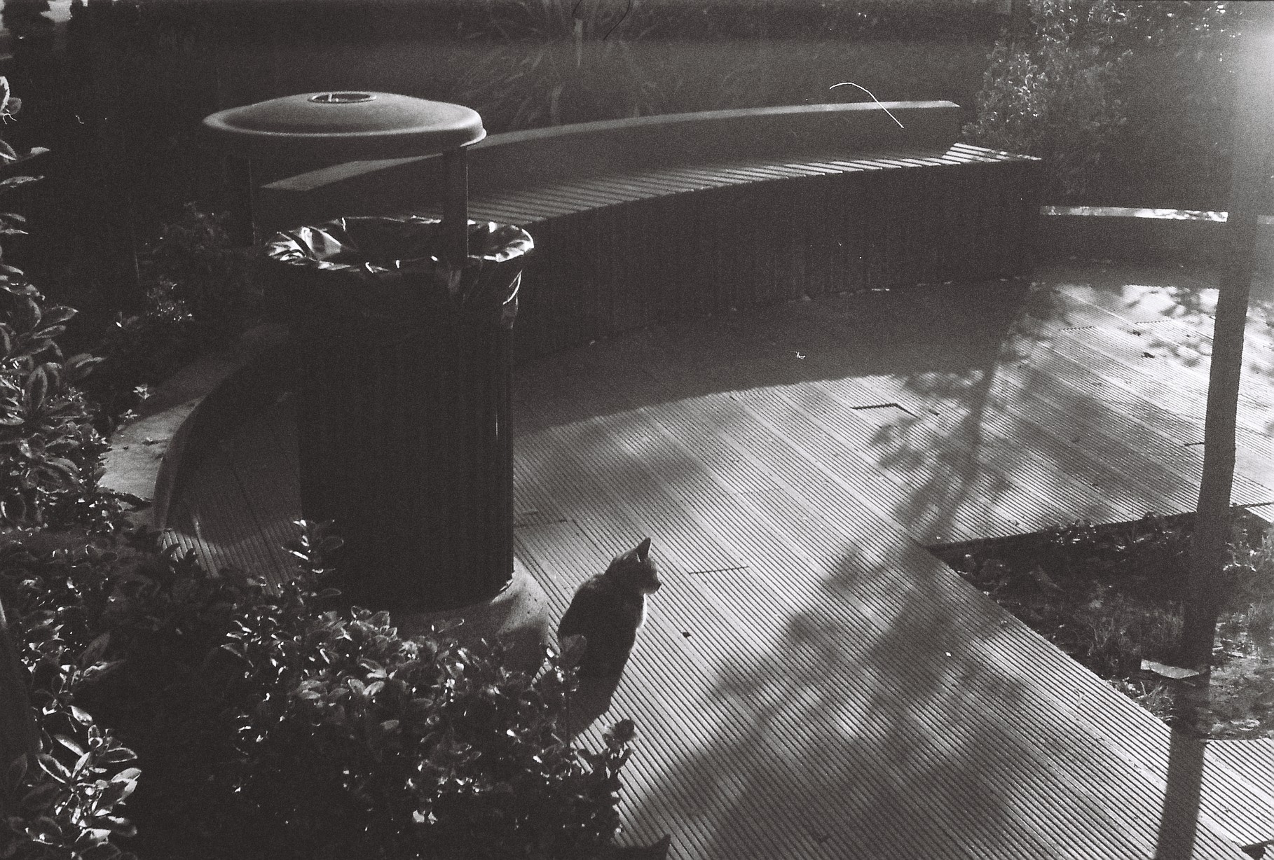 Citizen Cat.JPG