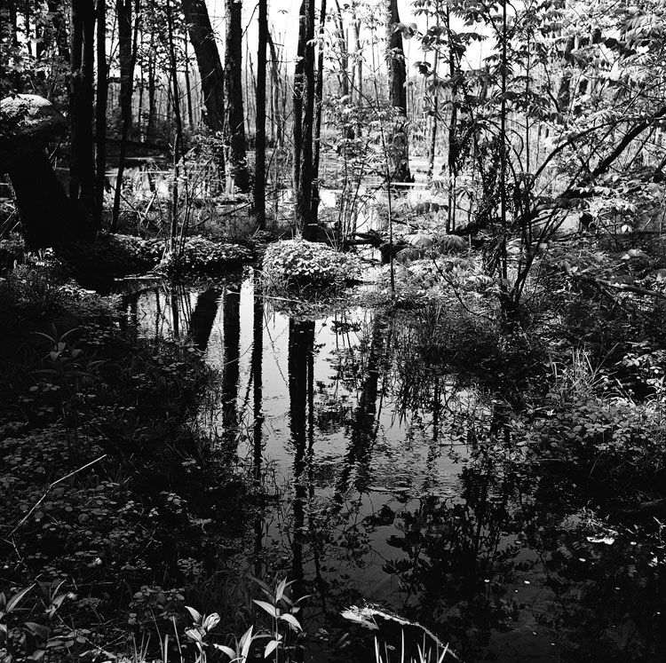 Civilized Nature III