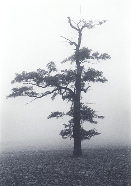 Clapham Common Fog
