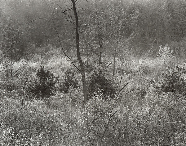 Clearing Fog, W. River Road