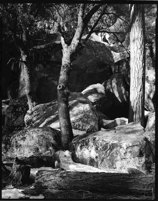 Clearing, Yosemite NP.