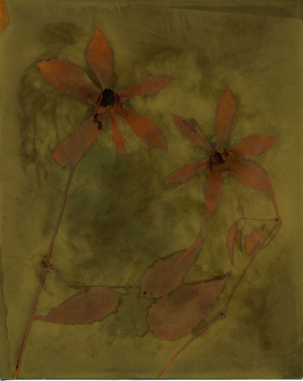 Clemantis-2014-Dark