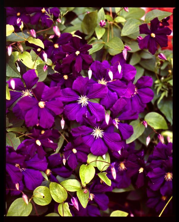 Clematis 001 Small