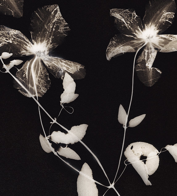 Clematis (dry), palladium